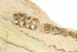 Fossil Oreodont (Merycoidodon) Skull - South Dakota #192528-5